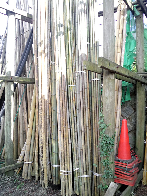 国産真竹